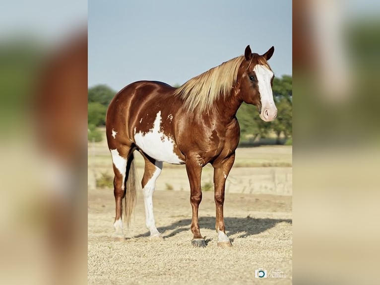Paint Horse Castrone 7 Anni 150 cm Sauro ciliegia in Kaufman