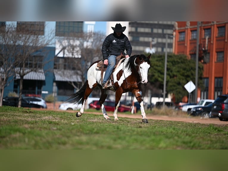Paint Horse Castrone 7 Anni 152 cm Baio ciliegia in Waco, TX