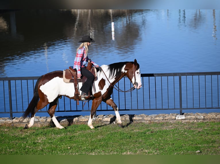 Paint Horse Castrone 7 Anni 152 cm Baio ciliegia in Waco, TX