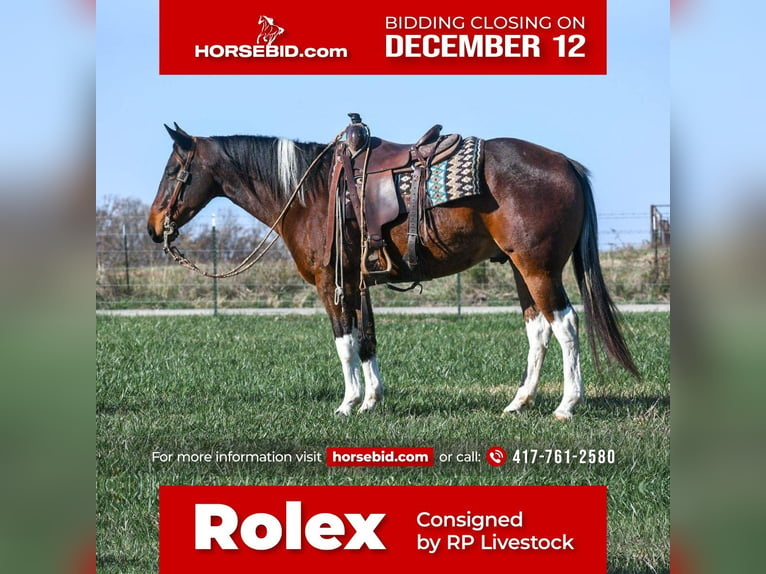 Paint Horse Castrone 7 Anni 152 cm Baio ciliegia in Buffalo, MO