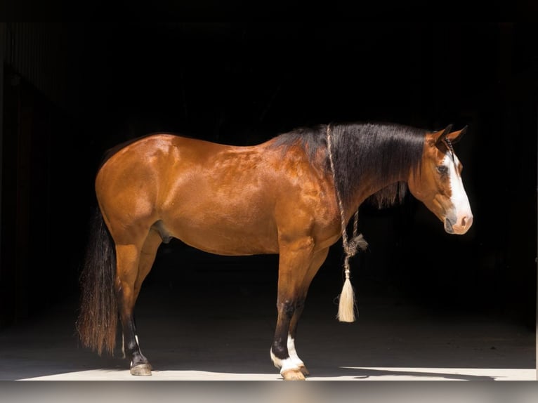 Paint Horse Castrone 7 Anni 152 cm Baio ciliegia in Buffalo, WY