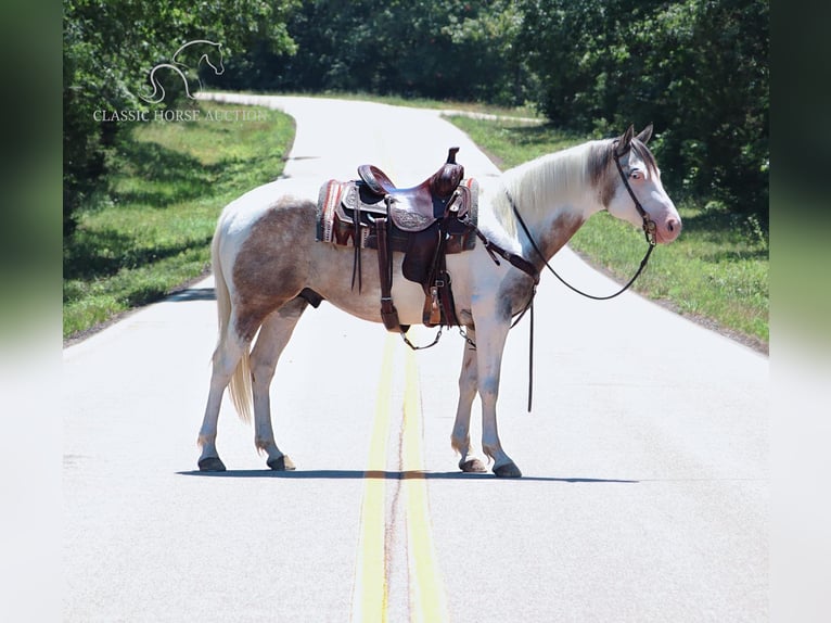 Paint Horse Castrone 7 Anni 152 cm Grullo in Gerald, MO