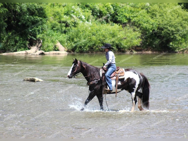 Paint Horse Castrone 7 Anni 152 cm Morello in Clarion