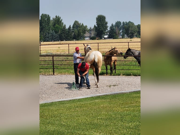 Paint Horse Castrone 7 Anni 152 cm Pelle di daino in Blackfoot, IDAHO