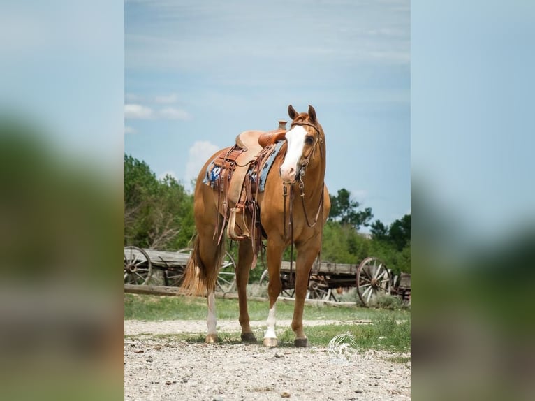 Paint Horse Castrone 7 Anni 152 cm Red dun in Cody, WY
