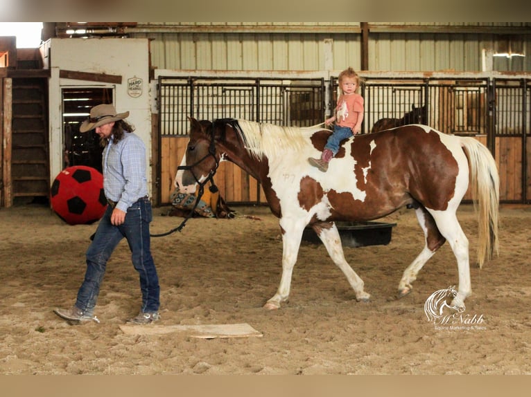 Paint Horse Castrone 7 Anni 152 cm Sauro scuro in Cody