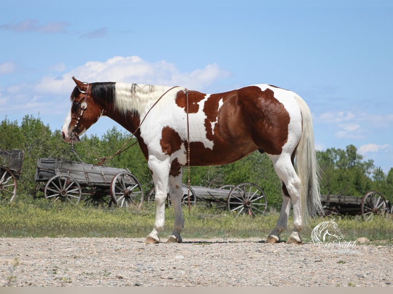 Paint Horse Castrone 7 Anni 152 cm Sauro scuro in Cody