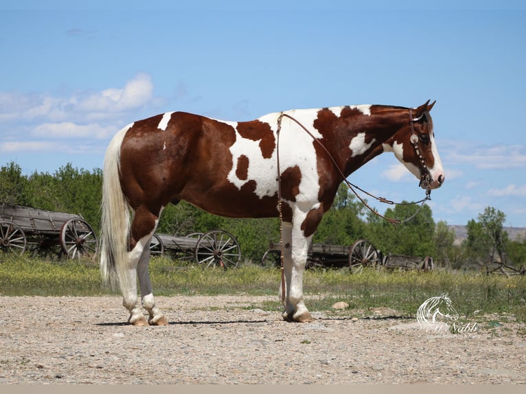 Paint Horse Castrone 7 Anni 152 cm Sauro scuro in Cody