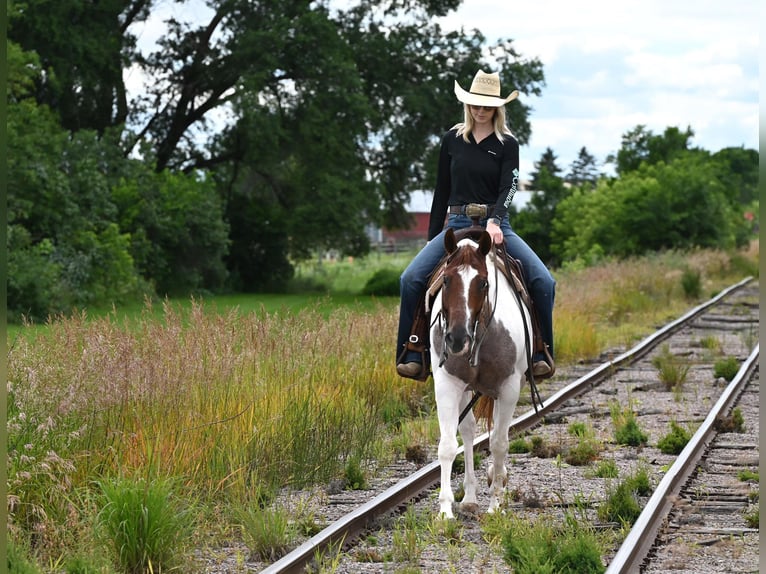 Paint Horse Castrone 7 Anni 155 cm Baio roano in Lakeville MN