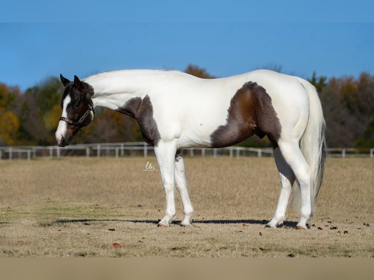 Paint Horse Castrone 7 Anni 155 cm Baio roano in Terrell