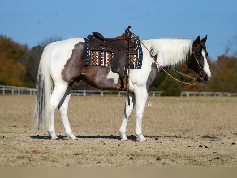 Paint Horse Castrone 7 Anni 155 cm Baio roano in Terrell