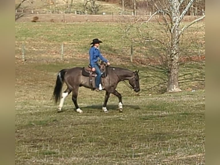 Paint Horse Castrone 7 Anni 155 cm Grullo in Brodhead KY