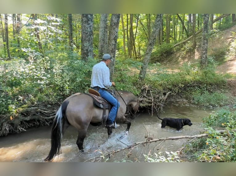 Paint Horse Castrone 7 Anni 155 cm Grullo in Brodhead KY