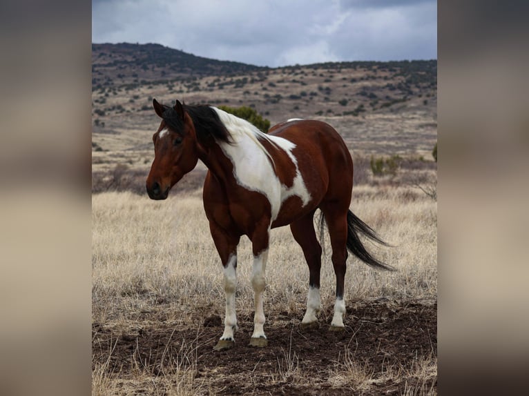 Paint Horse Castrone 7 Anni 155 cm in Camp Verde, AZ