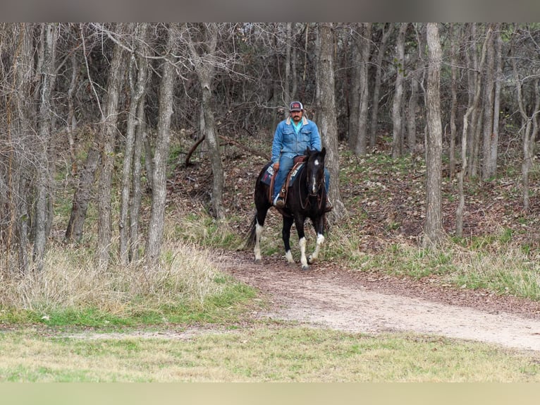 Paint Horse Castrone 7 Anni 155 cm in Stephenville, TX