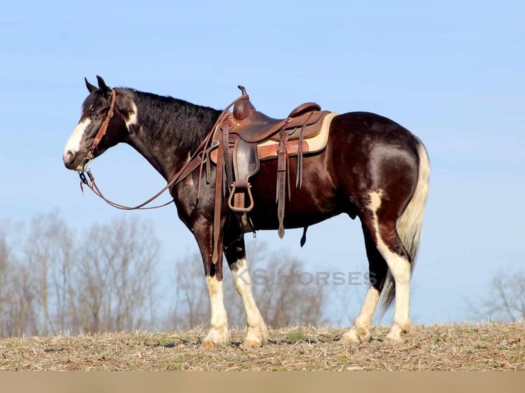 Paint Horse Mix Castrone 7 Anni 155 cm Pezzato in Clarion