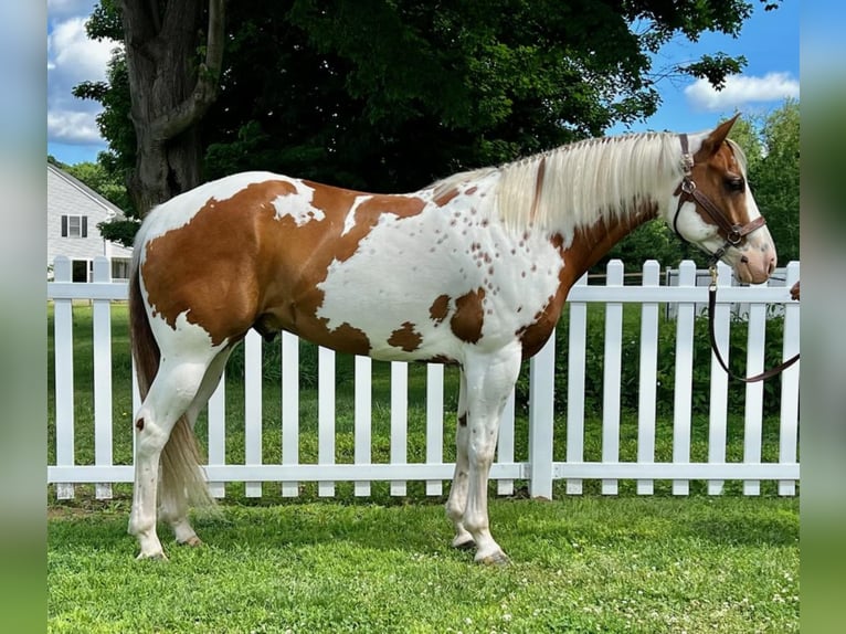 Paint Horse Castrone 7 Anni 157 cm in Northfield, MA
