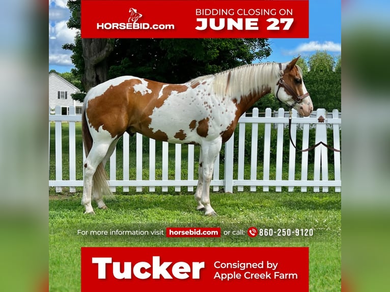 Paint Horse Castrone 7 Anni 157 cm in Northfield, MA