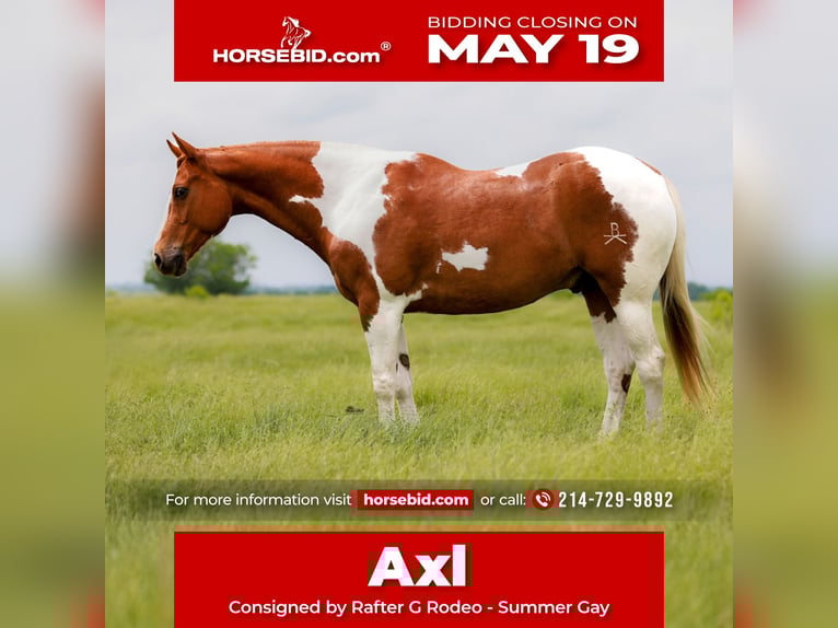Paint Horse Castrone 7 Anni 157 cm Tobiano-tutti i colori in Terrell, TX