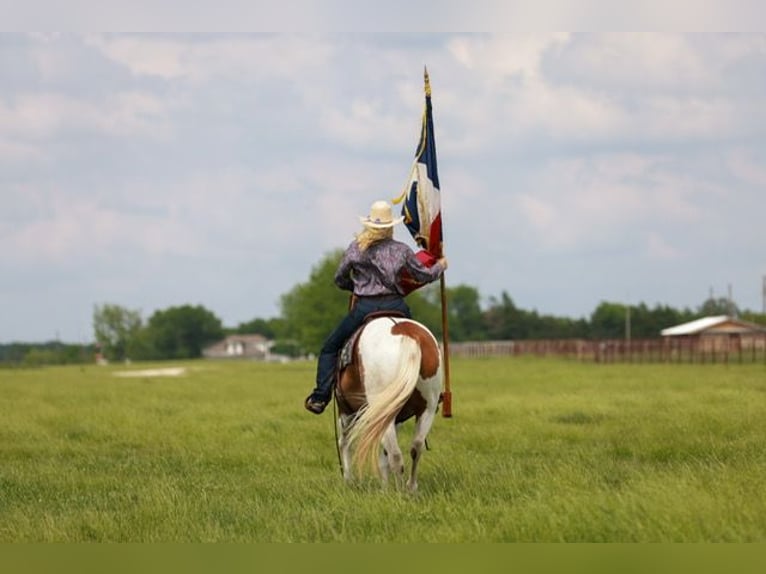 Paint Horse Castrone 7 Anni 157 cm Tobiano-tutti i colori in Terrell, TX
