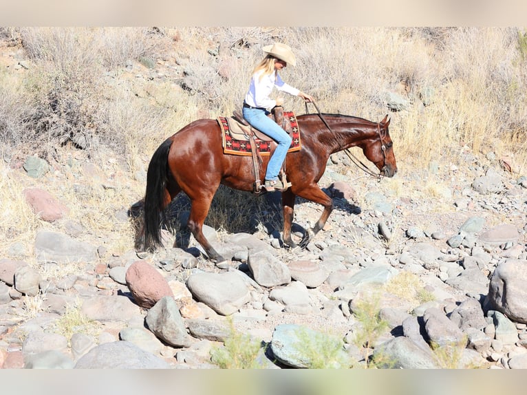 Paint Horse Castrone 7 Anni 160 cm Baio ciliegia in Cave Creek, AZ