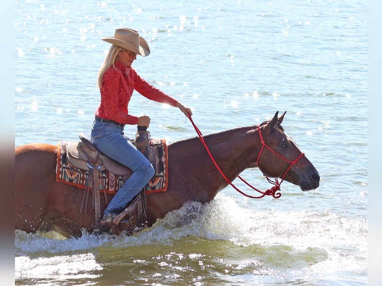 Paint Horse Castrone 7 Anni 160 cm Baio ciliegia in Cave Creek, AZ