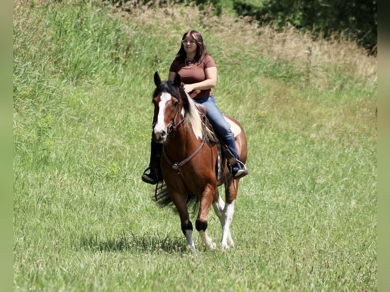 Paint Horse Mix Castrone 7 Anni 160 cm in Shelocta, PA