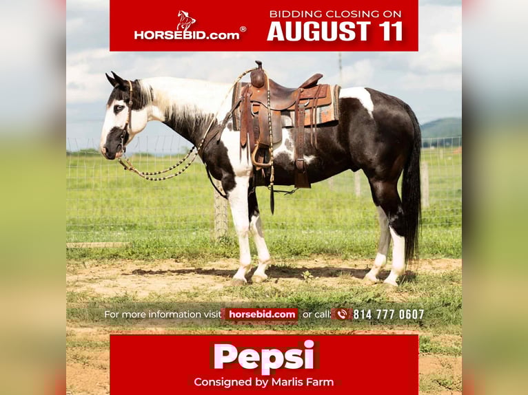 Paint Horse Mix Castrone 7 Anni 160 cm in Rebersburg, PA