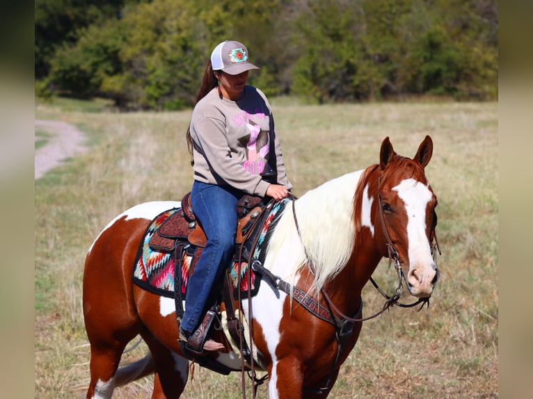 Paint Horse Castrone 7 Anni 160 cm Pezzato in Madill