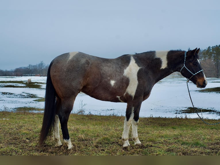 Paint Horse Castrone 7 Anni 168 cm Roano blu in Joy