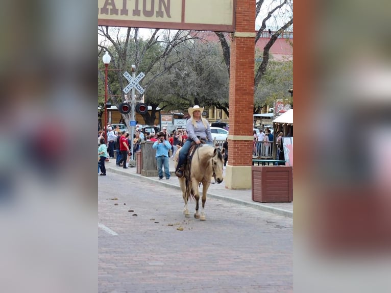 Paint Horse Castrone 7 Anni Pelle di daino in Stephenville, TX