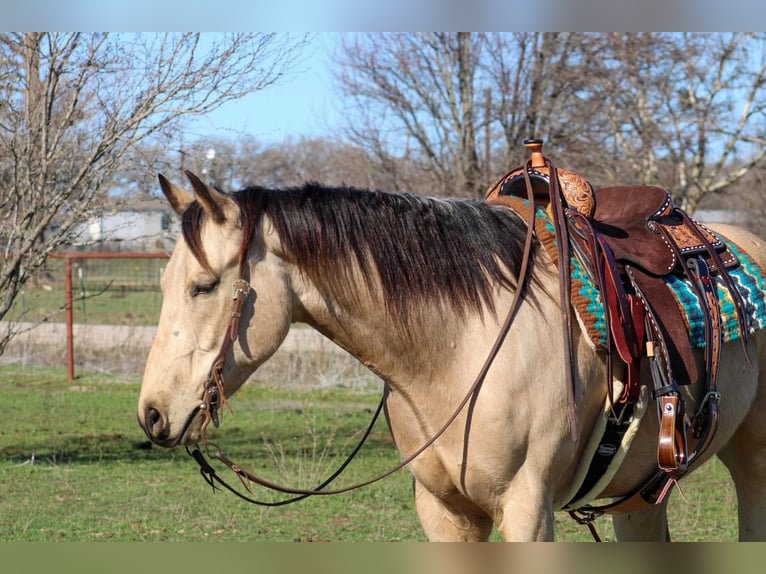 Paint Horse Castrone 7 Anni Pelle di daino in Stephenville, TX