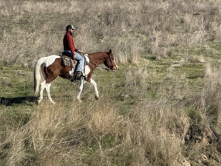 Paint Horse Castrone 7 Anni Sauro scuro in PAICINES, CA