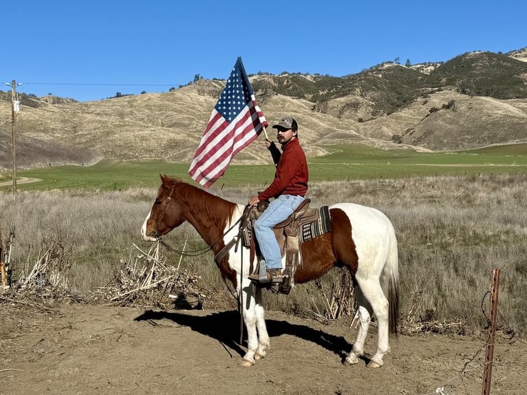 Paint Horse Castrone 7 Anni Sauro scuro in PAICINES, CA