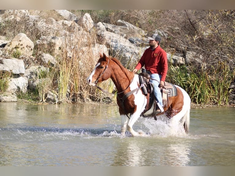 Paint Horse Castrone 7 Anni Sauro scuro in PAICINES, CA