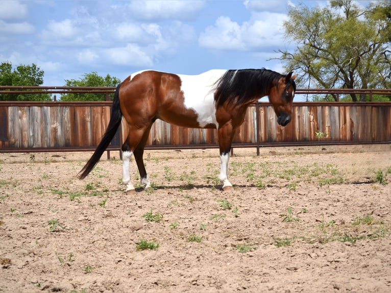 Paint Horse Castrone 8 Anni 142 cm Pezzato in Killeen