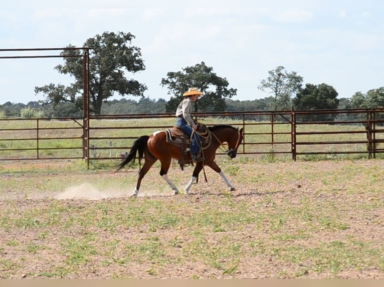 Paint Horse Castrone 8 Anni 142 cm Pezzato in Killeen