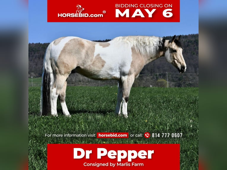 Paint Horse Mix Castrone 8 Anni 145 cm Pezzato in Rebersburg