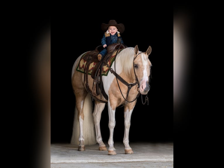 Paint Horse Castrone 8 Anni 145 cm Tobiano-tutti i colori in Holland, IA