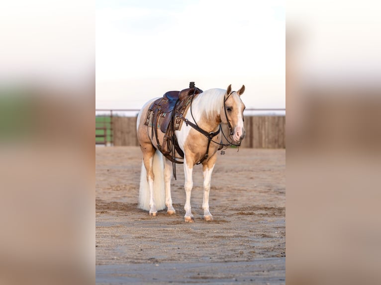 Paint Horse Castrone 8 Anni 145 cm Tobiano-tutti i colori in Holland, IA