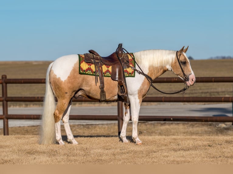 Paint Horse Castrone 8 Anni 145 cm Tobiano-tutti i colori in Holland, IA