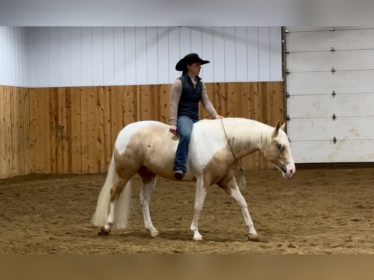 Paint Horse Castrone 8 Anni 145 cm Tobiano-tutti i colori in Holland, IA