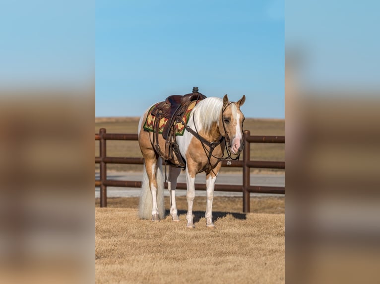 Paint Horse Castrone 8 Anni 145 cm Tobiano-tutti i colori in Holland, IA