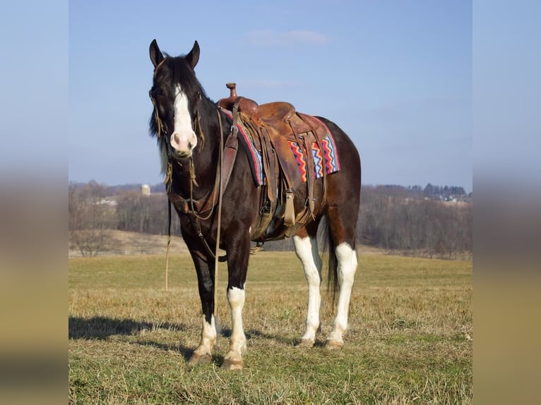 Paint Horse Mix Castrone 8 Anni 147 cm in Millersburg, OH