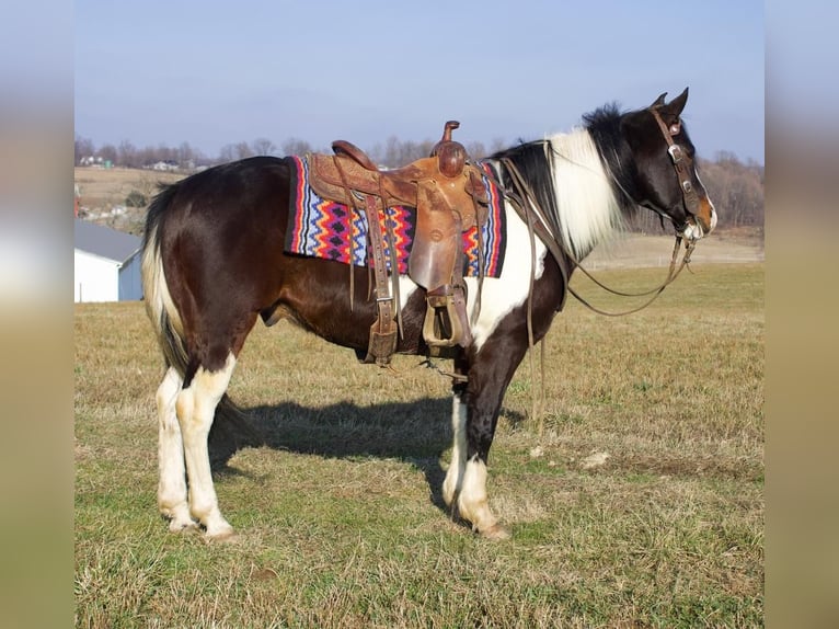 Paint Horse Mix Castrone 8 Anni 147 cm in Millersburg, OH