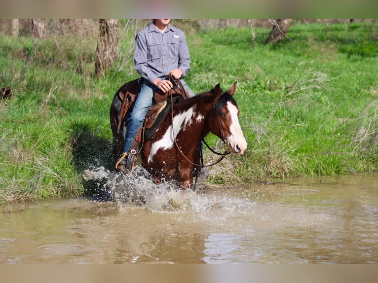 Paint Horse Castrone 8 Anni 147 cm in Stephenville TX
