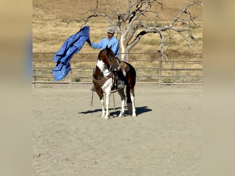 Paint Horse Castrone 8 Anni 147 cm Tobiano-tutti i colori in Paicines, CA