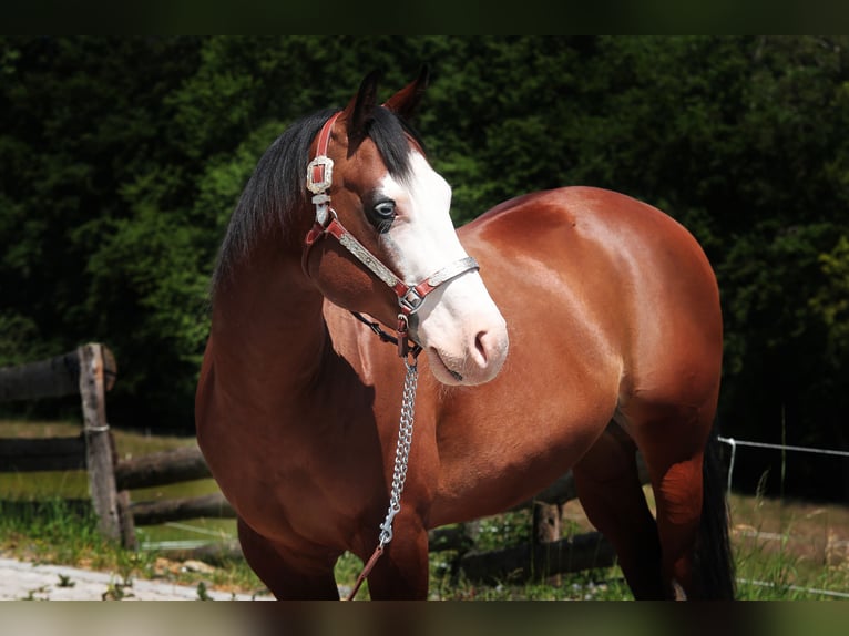 Paint Horse Castrone 8 Anni 150 cm Baio in Windeck