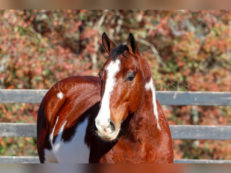 Paint Horse Castrone 8 Anni 150 cm in Clover, SC