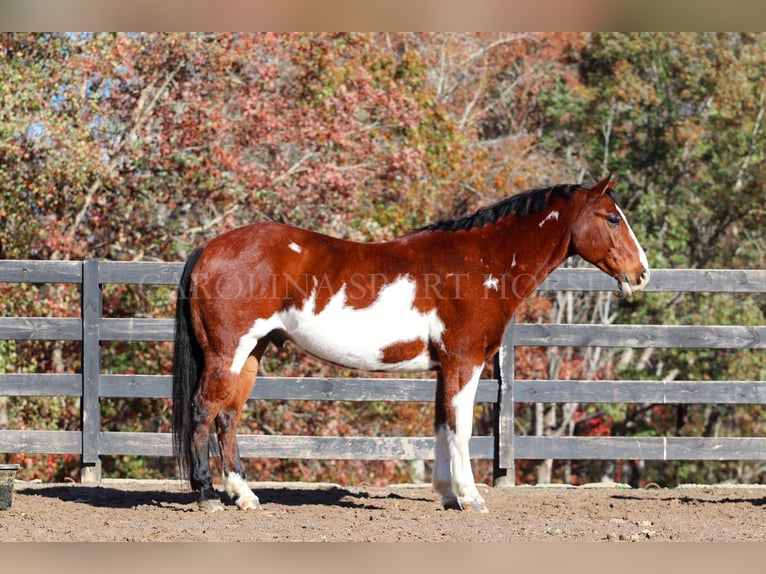 Paint Horse Castrone 8 Anni 150 cm in Clover, SC